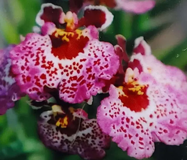 Tolumnia Jairak Rainbow 'Strawberry'