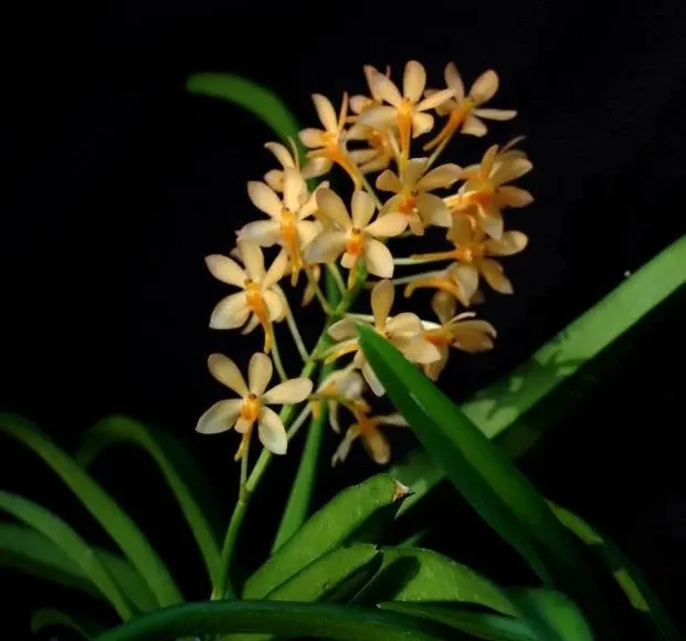 Ascofinetia Moonlight Firefly