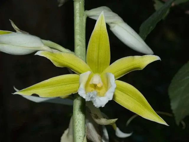 Phaius bernaysii x tankervilleae