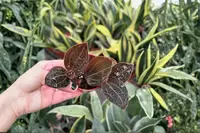 2 Ludochilus 'Sea Turtle' Jewel Orchid Starter Plants Bare Root – Ludochilus 'Sea Turtle'