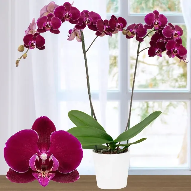 Phalaenopsis Bull's Eye