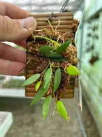 Dockrillia pugioniformis — Blühfähige Pflanze