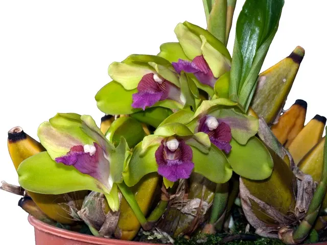 Bifrenaria inodora (Bifrenaria)