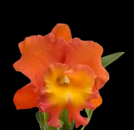 Cattleya Alliance: Rlc. Star Of Siam ‘Pumpkin’ (Cattleya)