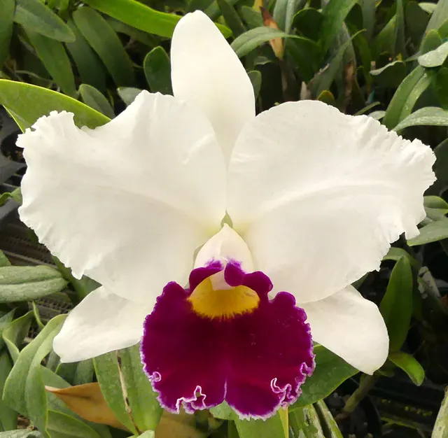 Laeliocattleya Hawaiian Fair (Laeliocattleya)