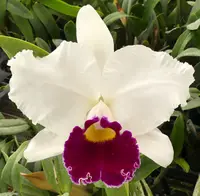 Lc. Hawaiian Fair
