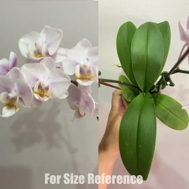 Phalaenopsis Fragrance Tricolour