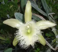 Rhyncholaelia (Brassavola) digbyana.