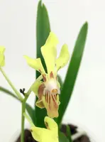 Vanda lamellata