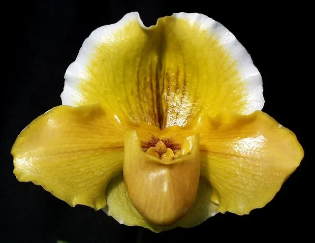 Paphiopedilum Donna Hanes 'Papa Aroha' (Paphiopedilum)