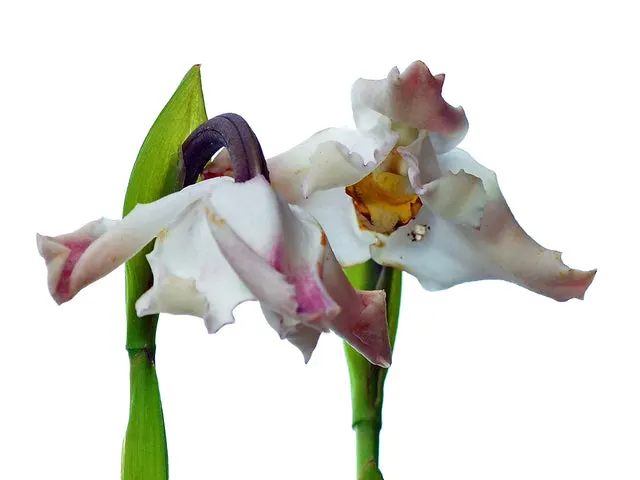 Maxillaria turkeliae (Maxillaria)