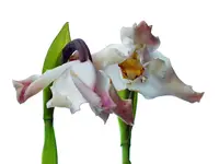 Maxillaria turkeliae