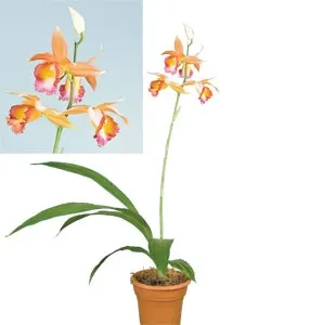 Phaius Dan Rosenberg ‘Tropical Ice’ HCC/AOS