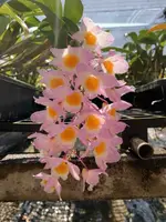 Dendrobium amabile
