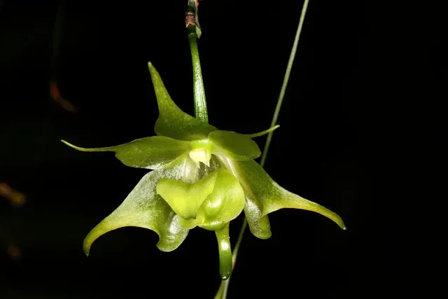 Aeranthes orthopoda (Aeranthes)