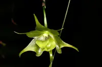 Aeranthes orthopoda