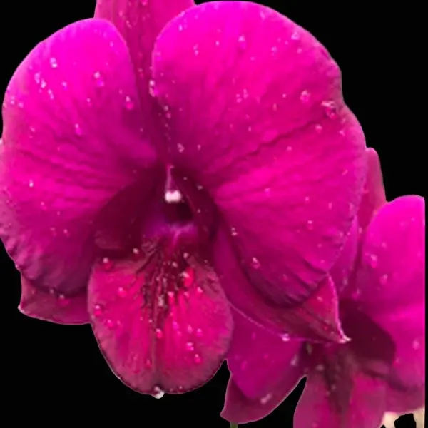 Dendrobium Deang Udomsri