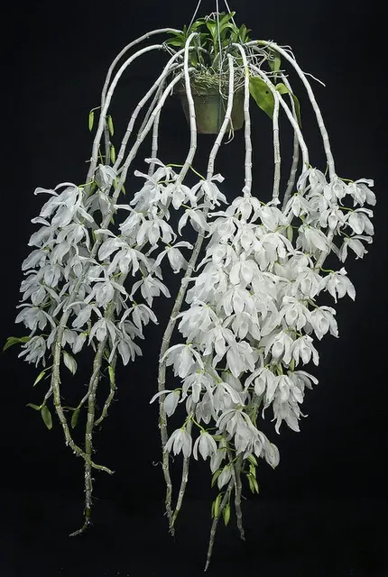 Dendrobium anosmum alba