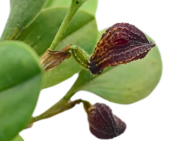 Zootrophion griffin (Zootrophion)