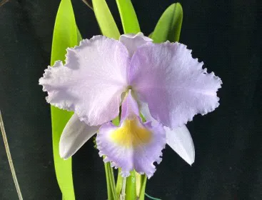 Cattleya trianae 'CH #5' (Cattleya)