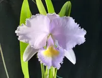 C. trianae concolor 'CH #5' (4B) (VC074) (Cattleya - - trianae ) BS (4B)