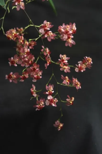 Oncidium Twinkle 'Chian-Tzy Red' (Oncidium)