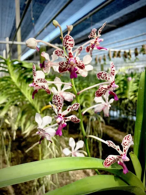 Vanda lamellata x (Vanda)