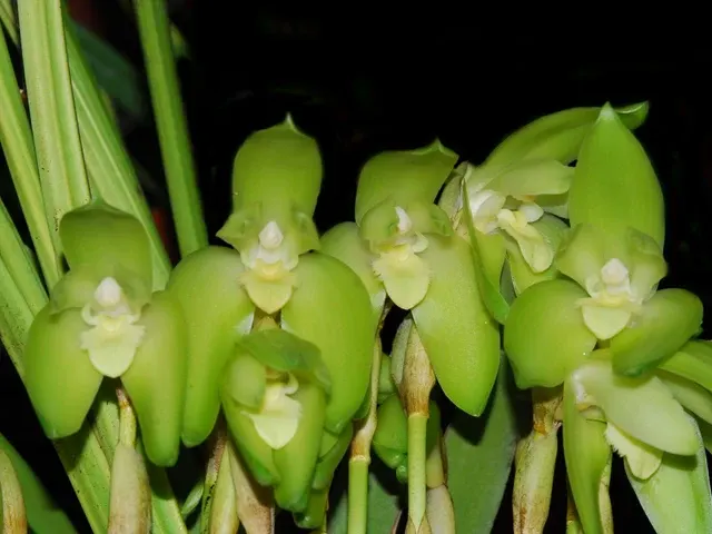Sudamerlycaste ciliata