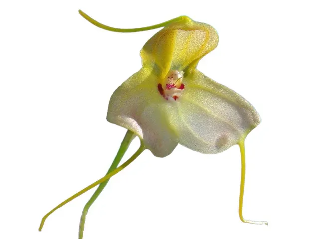 Masdevallia velox (Masdevallia)