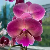 [Bare-root] #Big Lip# Phal. OX Sunkist '0783' [2.4" BS][July in stock]