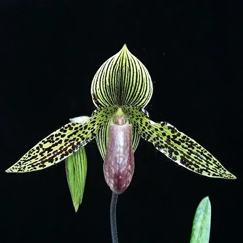 Paphiopedilum Iantha Stage -MS