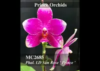 Phal. LD Sun Rose 'Prince , Note: Limited , Amazing Fragrance ' (Mituo Sun King x Mituo King Bellina )