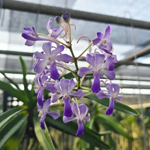 Vanda Lou Sneary