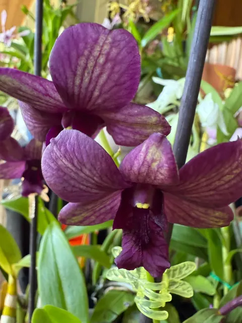 Dendrobium Green 'Purple Veins' (Dendrobium)