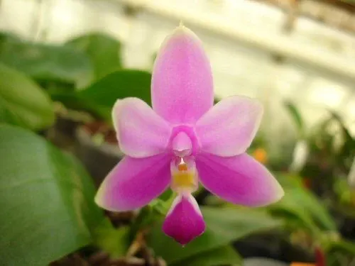 Phalaenopsis violacea 'Sumatra'