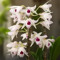 Dendrobium transparens
