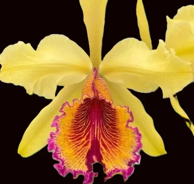 Cattleya dowiana frma 'Net Dream' (Cattleya)