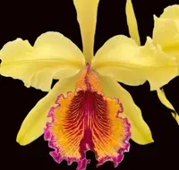 Cattleya dowiana frma Aurea 'Net Dream' rare orchid — Not currently in bloom