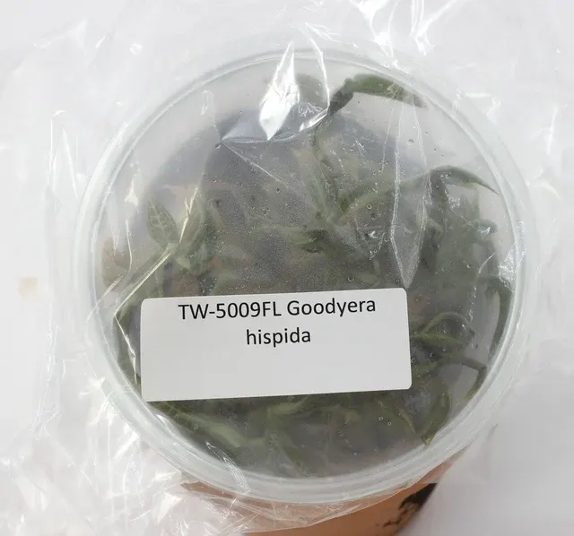 Goodyera hispida 'JEWELS'