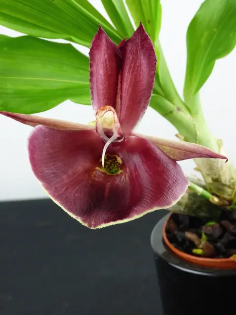 Catasetum pileatum x pileatum 'Pierre Couret'