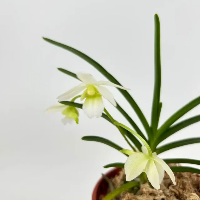 Noid Christensonia
