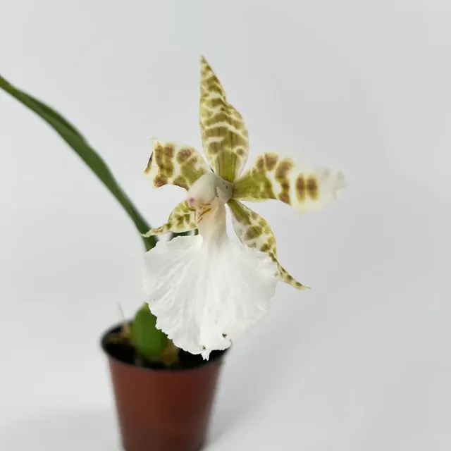 Rhynchostele humeana (Rhynchostele)