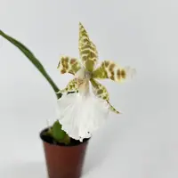 Rhynchostele humeana Hybride — Blühfähige Pflanze