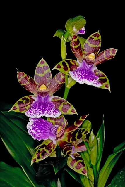 Zygopetalum Jumpin Jack (Zygopetalum)