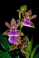 Zygopetalum Jumpin Jack 4" 2-stem IN SPIKE NOW!!