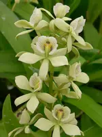 Encyclia (Prosthechea) radiata.