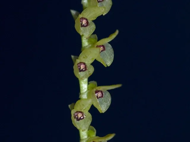 Stelis striolata (Stelis)