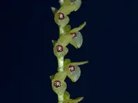 Stelis striolata
