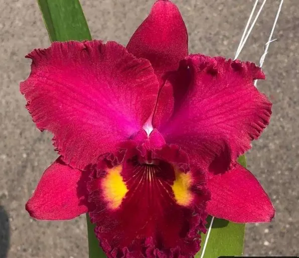 Cattleya Anchung Ruby