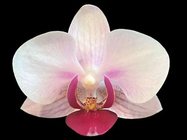 Phalaenopsis I-Hsin Flaming Girl